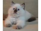 RAGDOLL KITTENS FOR SALE | AngelGirl Ragdolls
