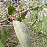 Image result for Phragmanthera usuiensis