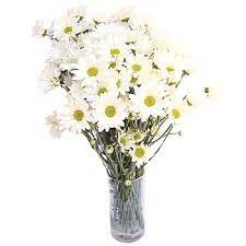 Check spelling or type a new query. Vero White Daisy Flower Bunch Of Flowers White Flowers Fifty Flowers
