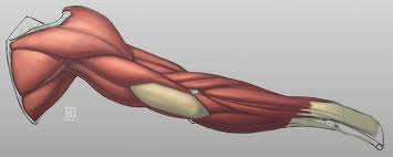 pin de havvanur aydin en drawing tutorials anatomia anatomia artistica anatomia humana