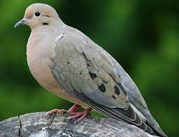 European Turtle Dove Life Expectancy