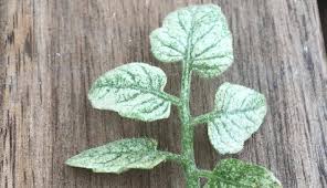 葉から葉緑素を抜かれて真っ白に ハダニ 葉ダニ の駆除 予防方法 Lovegreen ラブグリーン