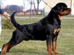 Black And Tan Coonhound Puppies For Sale In Ohio Rottweiler Puppies For Sale In Ohio Rottweiler Puppies For Sale Rottweiler Puppies Rottweiler