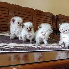 Maybe you would like to learn more about one of these? Rumah Kucing Marelan Toko