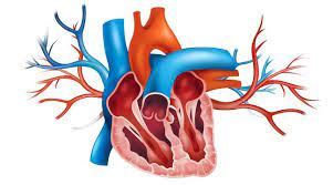 It's rampant inflammation that causes heart attacks, not high cholesterol, says ronesh sinha, m.d., an internal medicine doctor at the palo alto medical foundation. Myocarditis Symptoms Treatment And Diagnosis