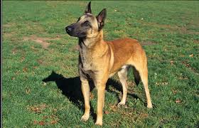 Stubborn is not necessarily a bad thing… however with people not experience with the breed, it's usually not a. Pjpd2ff3gnc3zm