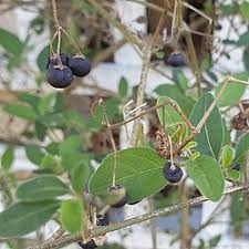 Image result for Ligustrum sinense