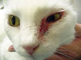 If your cat shakes his head excessively, this could indicate he may have a skin problem or an issue with his ears. Cytology Common Neoplastic Skin Lesions In Dogs Cats