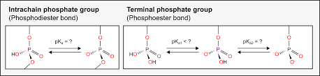 What S The Pka Of The Phosphate Group In Dna And Rna Molecules