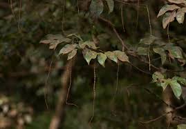 Image result for Tannodia swynnertonii