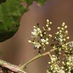 Image result for Maesa lanceolata