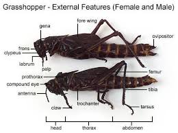 Grasshoppers are a group of insects belonging to the suborder caelifera. Higher Invertebrates Flashcards Chegg Com