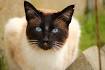 Top 10 Most Beautiful Cat Breeds In The World - The ...