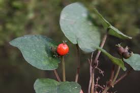 Image result for Geophila obvallata