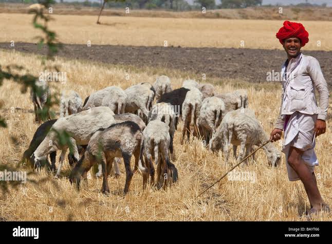 Rajput Shepherd Wearing Turban in Rajasthan India Stock Photo - Alamy