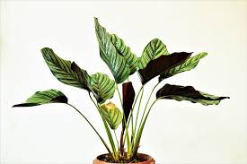 We did not find results for: Can Indoor Plants Survive Outside Indoor Home Garden