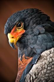 Bird With Big Eyes Name Colour Splendour Birds Of Prey Beautiful Birds Animals