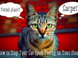 After an extensive search, they discovered a room in the basement behind a door they thought lead to a. How To Stop Your Cat From Peeing In The House Pethelpful By Fellow Animal Lovers And Experts