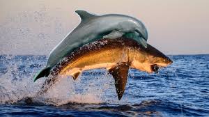 Some sharks are known for eating sea lions and seals, but not all. Myths In The Open Water Sharks Vs Dolphins World Open Water Swimming Association