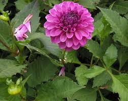 Image result for Dahlia sp. (cultivar)