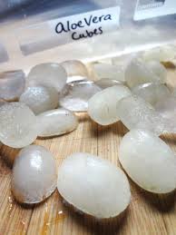 How To Harvest And Freeze Aloe Vera Gel Learningherbs Aloe Vera Skin Care Aloe Vera Uses Aloe Vera Gel