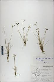 Image result for Bulbostylis densa