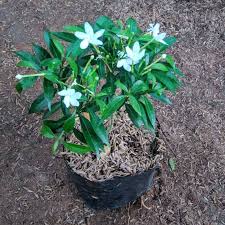 We did not find results for: Goldseeds Sabrina Hijau Tanaman Hias 15 Cm 100 G Terbaru Agustus 2021 Harga Murah Kualitas Terjamin Blibli
