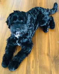 February 20 at 10:07 am ·. Original Australian Labradoodle