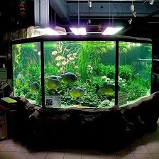 Der Wilde Grosse Aquarium Stil Aquarium Large Naturephotography Style Wild Aquarium Aquariumstil De Aquarium Aquarium Fische Wasserpflanzen Aquarium