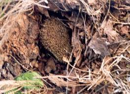 Uber Igel Igel In Not Im Herbst Sprache Der Igel