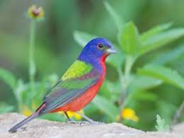 Birds Outside My Window Meaning Birds Of A Feather Colorful Animals Birds Bird Feathers