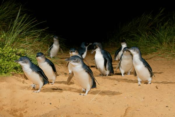 10 Facts About the Phillip Island Penguins That Might Surprise You