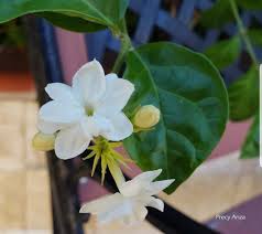 Philippine jasmine (original translation of filipino. Jasminum Sambac Symbolism Photos And The Legend Of The National Flower Of The Philippines Hubpages