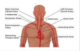 They are the carotid arteries, and they carry blood to the brain. 4 Cranial Blood Vessels Flashcards Quizlet