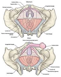 Inferior border is the colle's fascia superficial to perineum (which is continuation into the scarpa fascia from the anterior abdominal wall). Easy Notes On Perineum Learn In Just 4 Minutes Earth S Lab