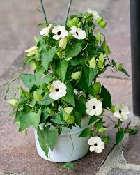 Image result for Thunbergia crispa