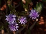 Image result for Vernonia glabra