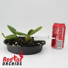 Image result for Bulbophyllum scaberulum