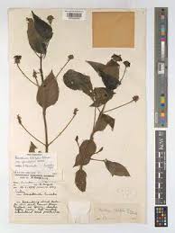 Image result for Lantana tiliifolia