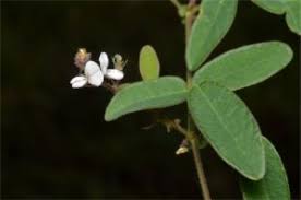 Image result for Desmodium scorpiurus
