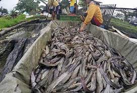 Usaha bisnis budidaya ikan nila merah memang sangat menguntungkan jika di lakukan dengan cara usaha yang benar,akan ternak ikan nila. Ternakan Ikan Keli Komersial Hafizuddin D50031