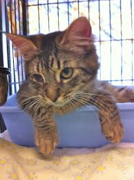 Our store also offers grooming, training, adoptions, veterinary and curbside pickup. Adoptable Kitty In Wilmington Nc My Name Is Allie And I Am A Playful Young Tabby Girl I Was Born With A Small Flap Of Skin Over Adoption Animal Rescue Tabby