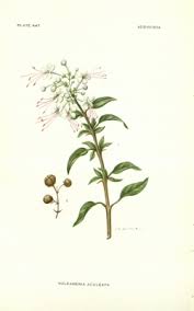 Image result for Volkameria