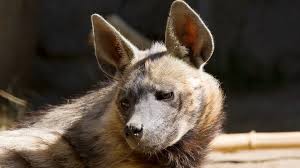 Striped Hyena San Diego Zoo Animals Plants