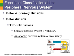 The Nervous System Ppt Download