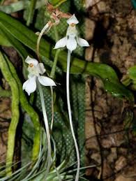Image result for Aerangis appendiculata
