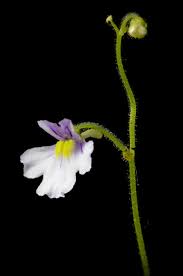 Image result for Genlisea