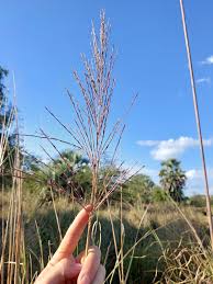 Image result for Chrysopogon nigritanus