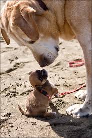 This site needs a newer browser. Being That Teeny Must Be An Incredible Experience Imgur