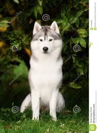 Weitere ideen zu schlittenhunde, schlitten, hunde. Weiss Und Gray Adult Siberian Husky Dog Oder Sibirsky Schlittenhund Stockbild Bild Von Schlittenhund Gray 105620891